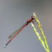 Oxyagrion - Photo (c) Erland Refling Nielsen, some rights reserved (CC BY-NC)