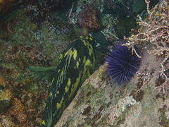 Sebastes chrysomelas