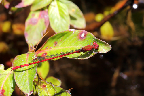 Oxyagrion pavidum
