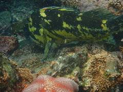 Sebastes chrysomelas