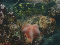 Sebastes chrysomelas