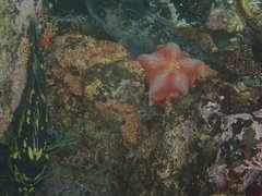 Sebastes chrysomelas