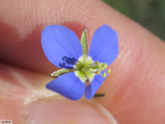 Heliophila refracta