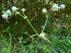 Eryngium aquaticum