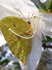Phoebis neocypris