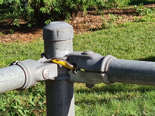 Common Tree Snake sighting