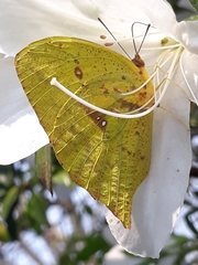 Phoebis neocypris