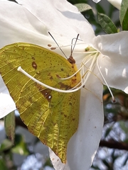 Phoebis neocypris