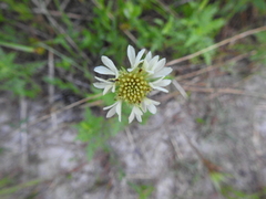 Gaillardia aestivalis winkleri