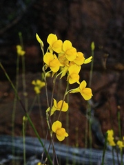 Utricularia odorata