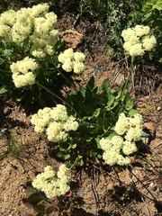 Eriogonum compositum compositum