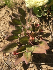 Eriogonum compositum compositum