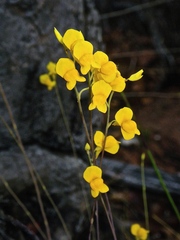 Utricularia odorata
