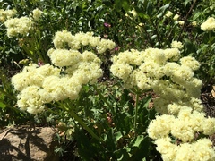 Eriogonum compositum compositum