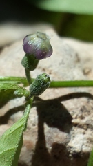Physalis solanacea