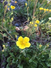 Potentilla drummondii