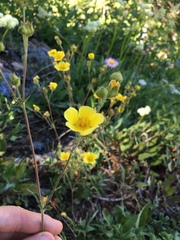 Potentilla drummondii