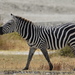 Plains Zebra - Photo (c) Josh Cantor, some rights reserved (CC BY-NC), uploaded by Josh Cantor