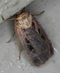 Pseudohermonassa tenuicula