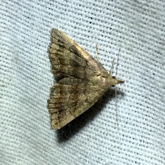 Phalaenostola larentioides