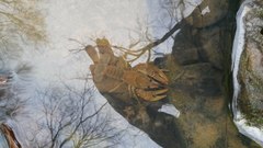 Lacunicambarus polychromatus