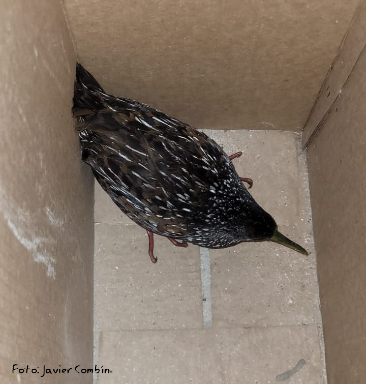 Spotted Rail (Pardirallus maculatus), photo 5