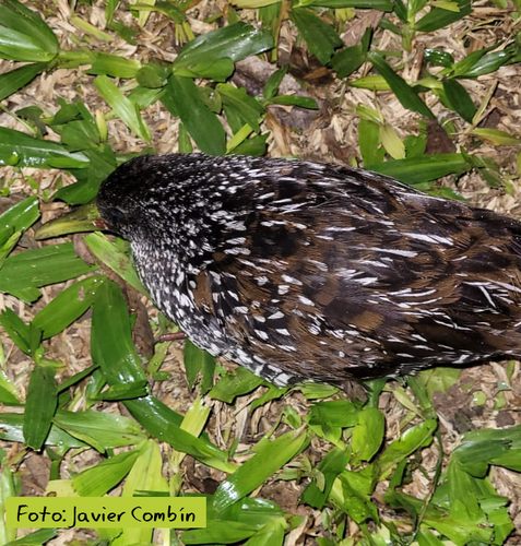 Spotted Rail (Pardirallus maculatus), photo 4