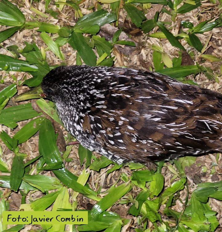 Spotted Rail (Pardirallus maculatus), photo 4