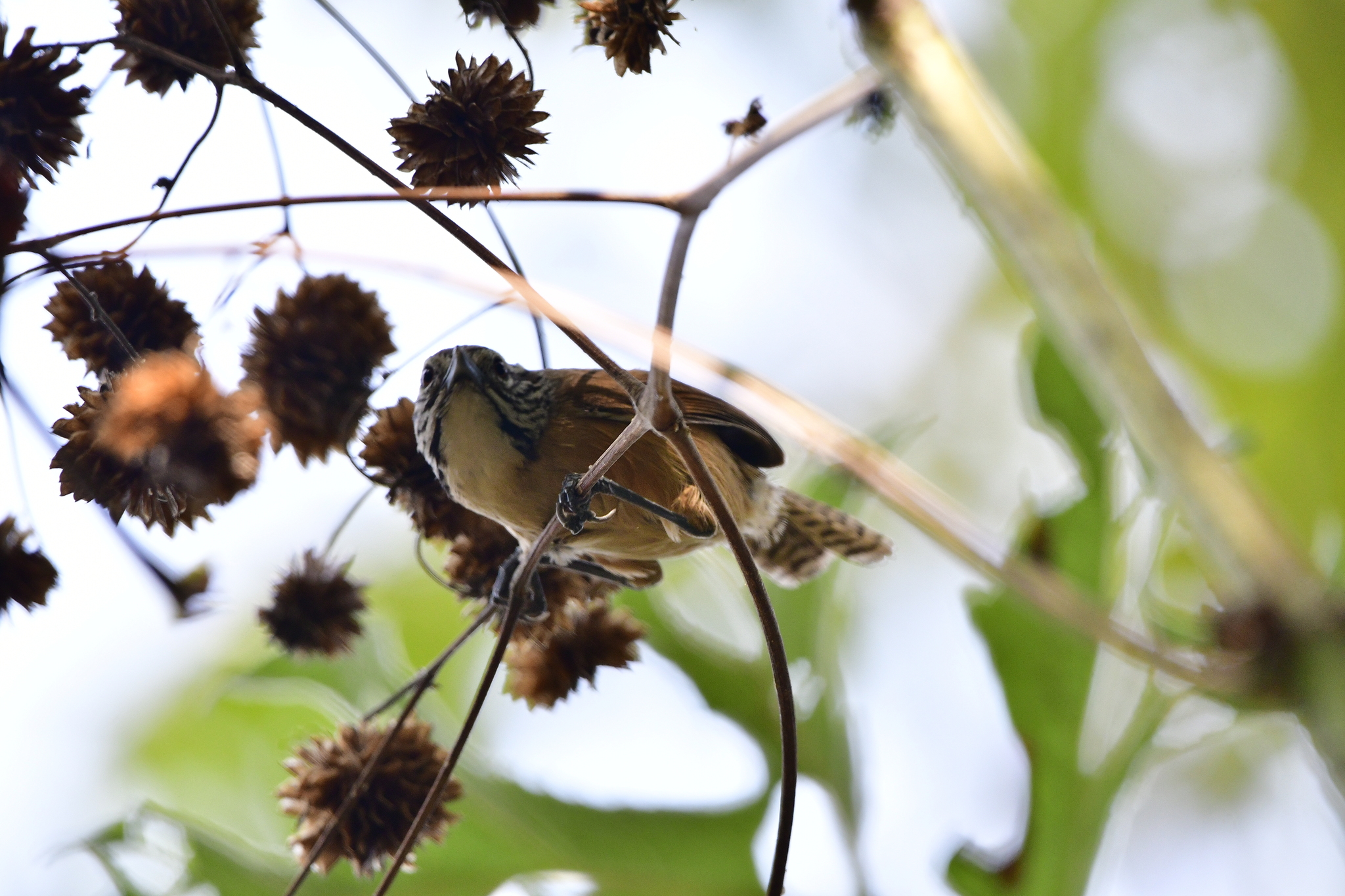 Happy Wren (Pheugopedius felix), photo 8