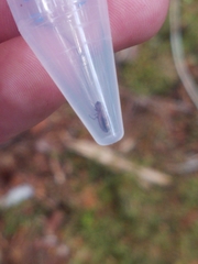 Notiophilus sylvaticus