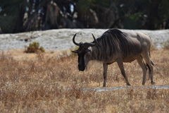 Connochaetes taurinus albojubatus