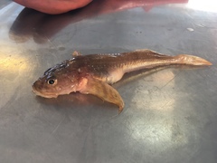 Deepwater Sculpin photo 3