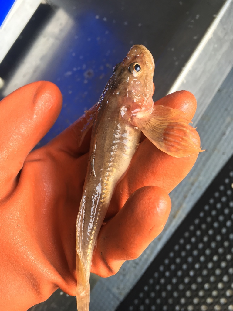 Deepwater sculpin (Myoxocephalus thompsonii) — Cottidae