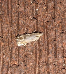 Anacampsinae