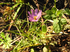 Sabatia gentianoides