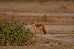 Lupulella mesomelas schmidti