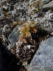 Potentilla × villosula