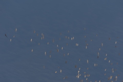 Calidris minuta