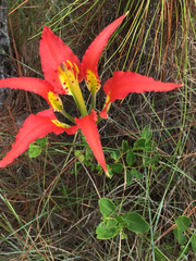Lilium catesbaei image