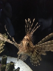 Pterois