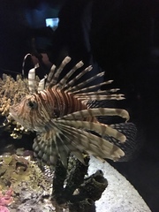 Pterois