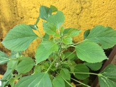 Acalypha indica indica