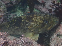 Sebastes rastrelliger