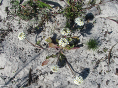 Manulea corymbosa