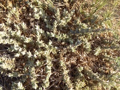 Atriplex watsonii