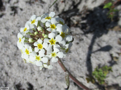 Manulea corymbosa