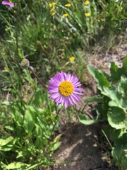 Erigeron aliceae