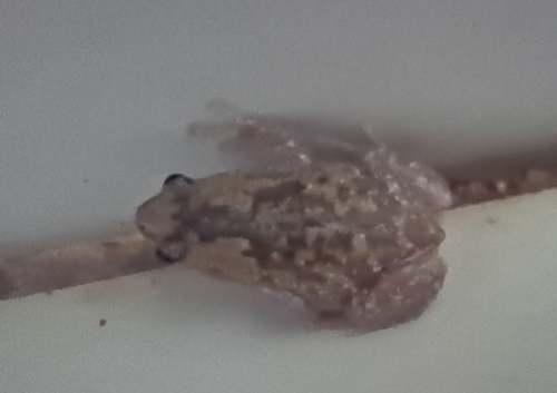 Rohan's Globular Frog