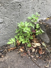 Levisticum officinale