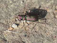 Cicindela purpurea